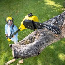 Organic Lawn Care Solutions in Mission Hills, CA