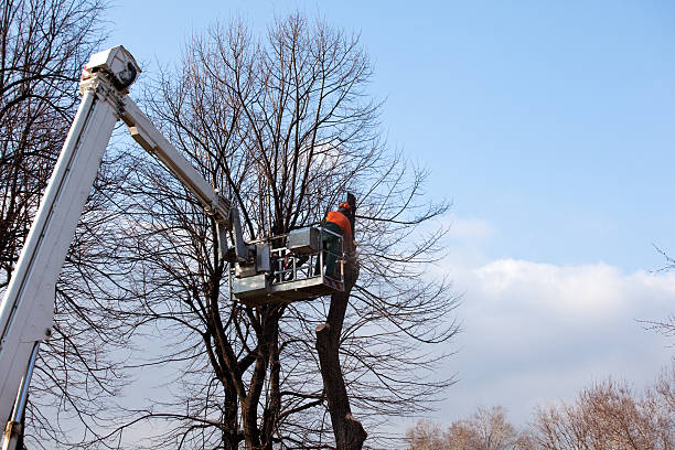 How Our Tree Care Process Works  in  Mission Hills, CA